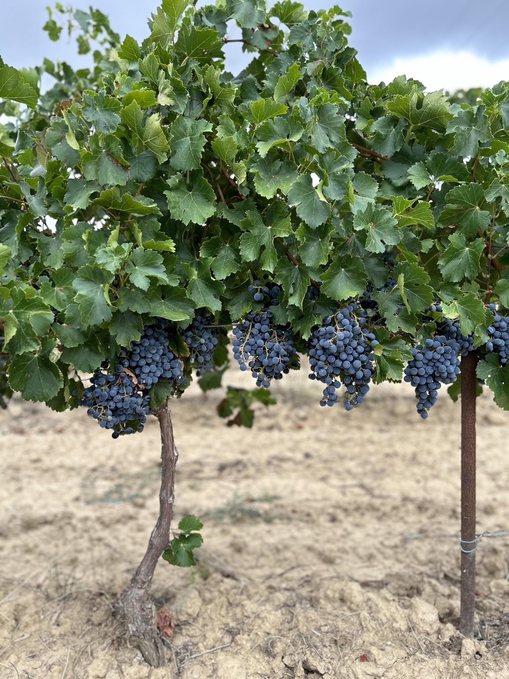 Grappes de raisin noir