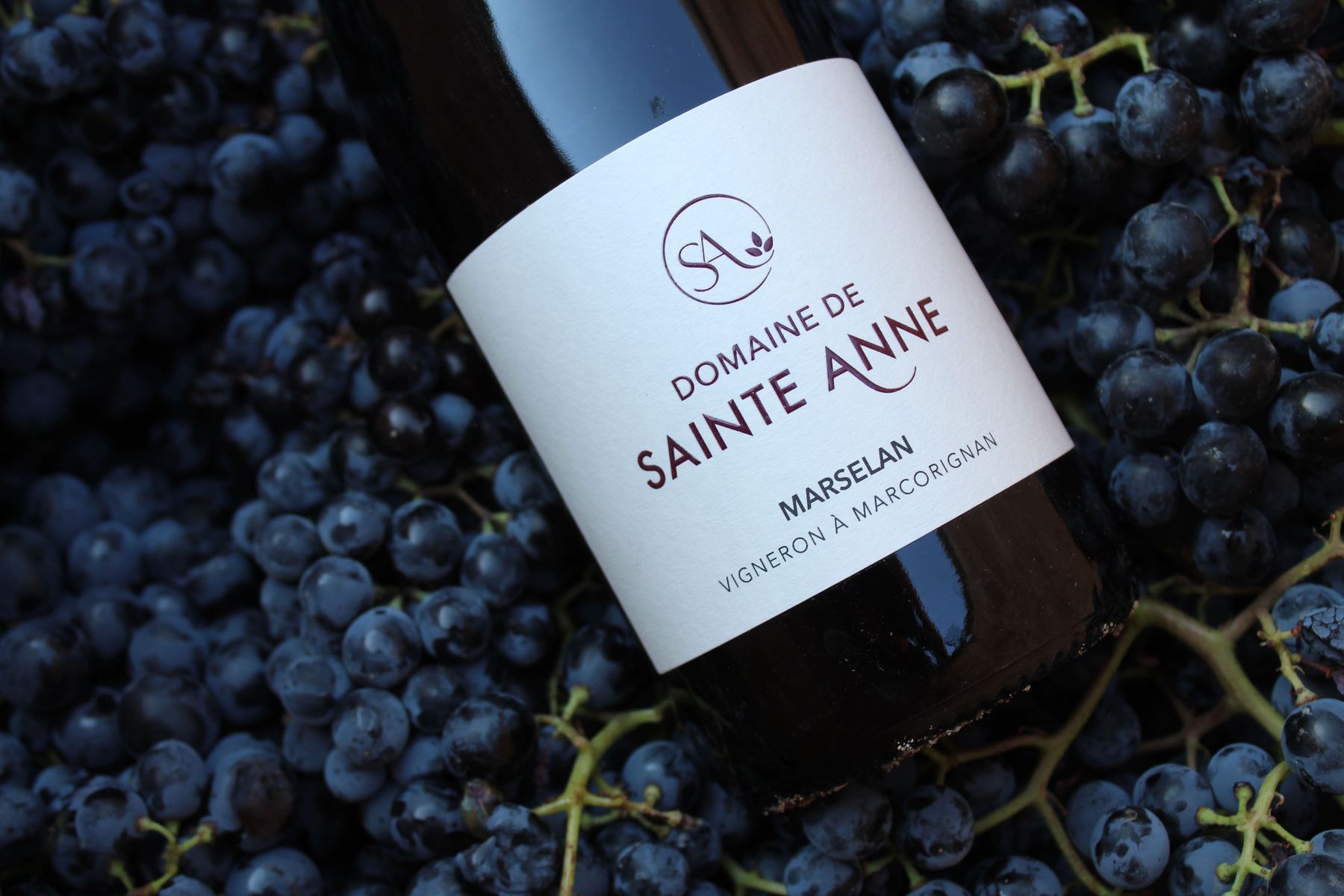 Bouteille Marselan sur grappes de raisin