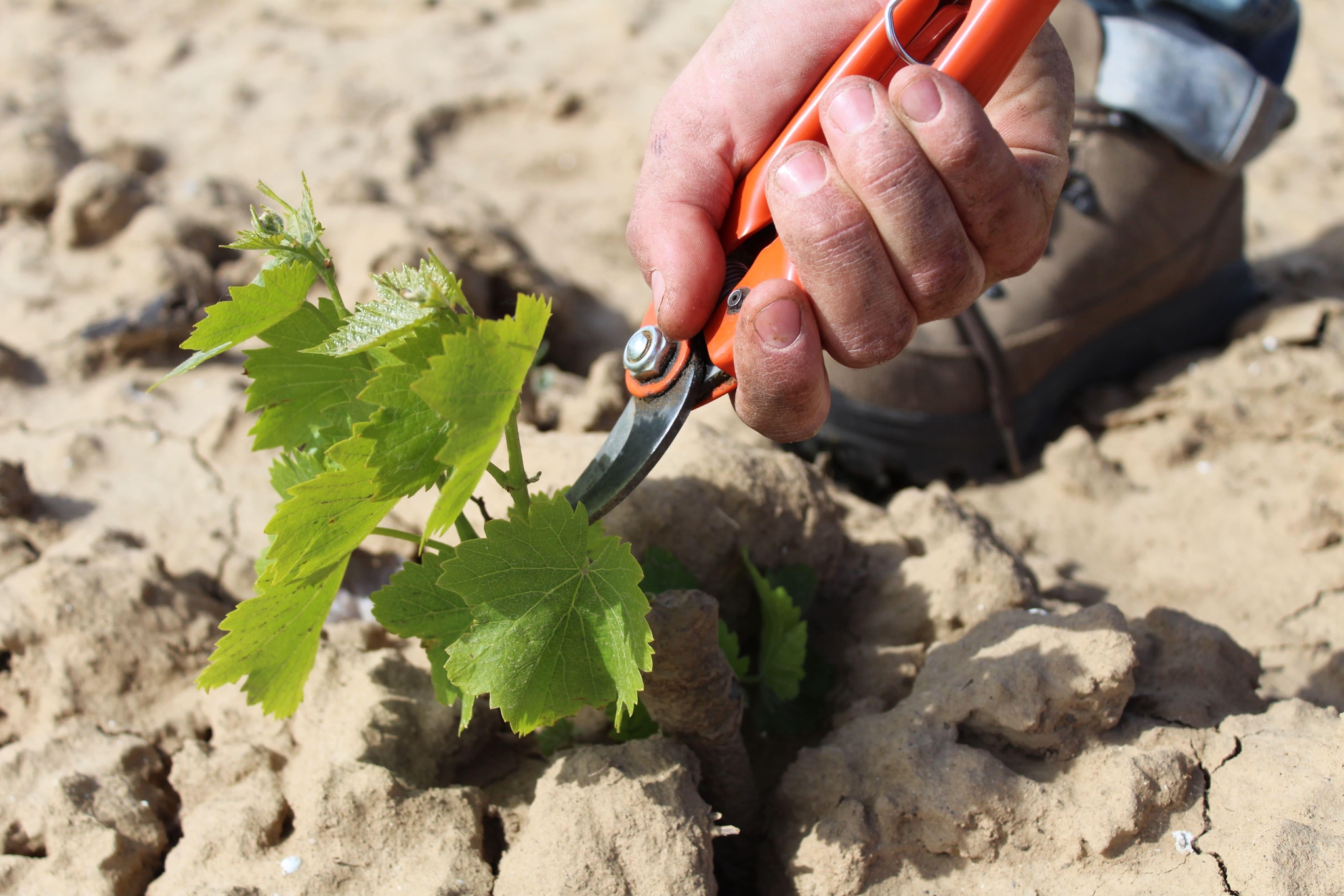 Taille de la vigne
